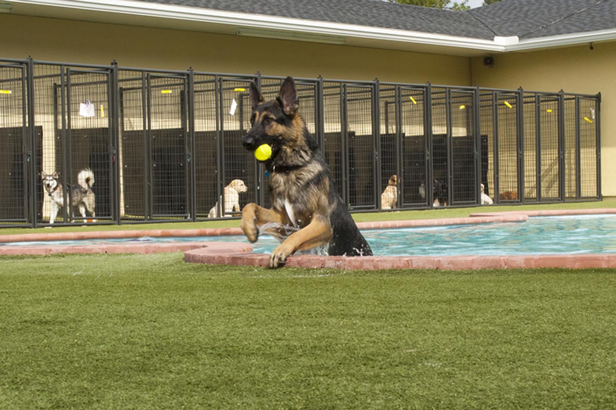 Kennel Service