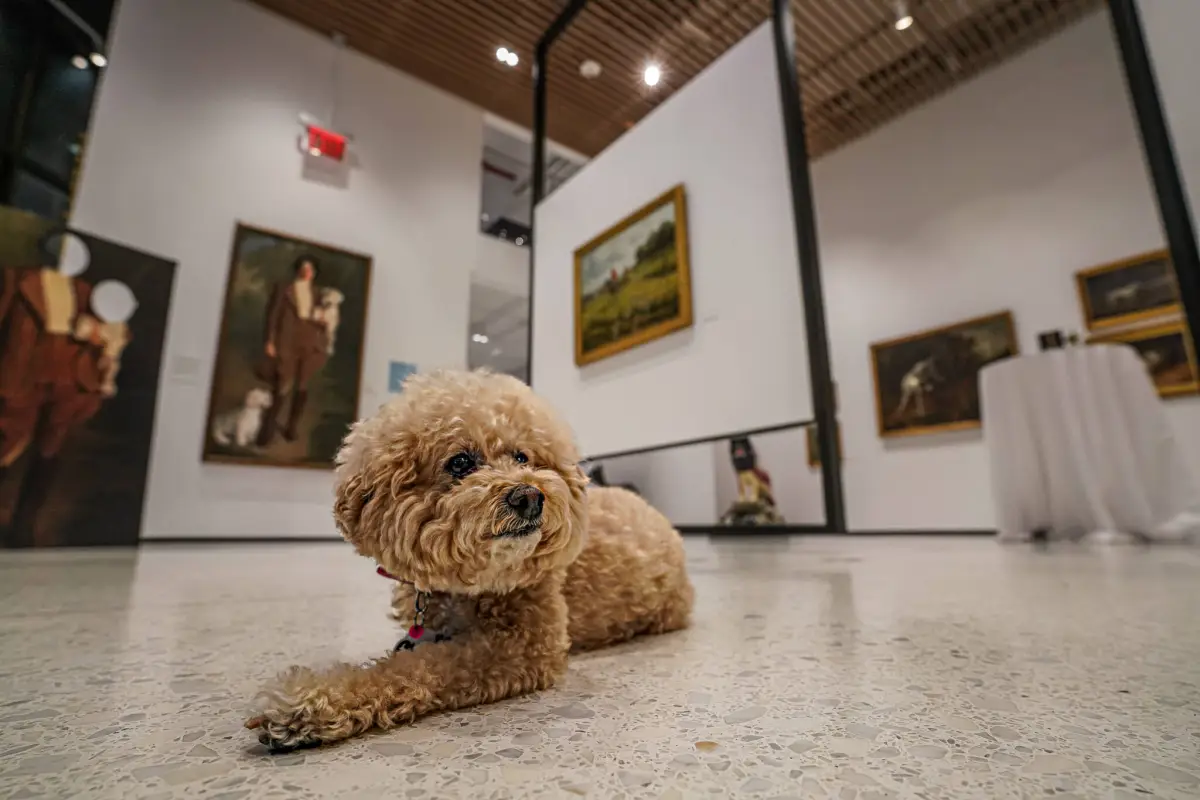 Dog Gallery Preview