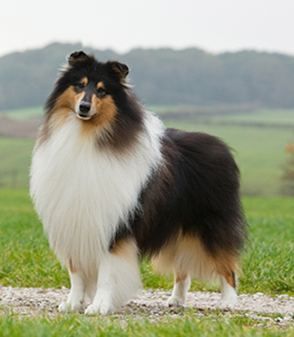 collie