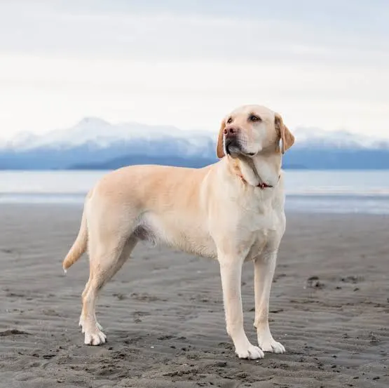 dog-1