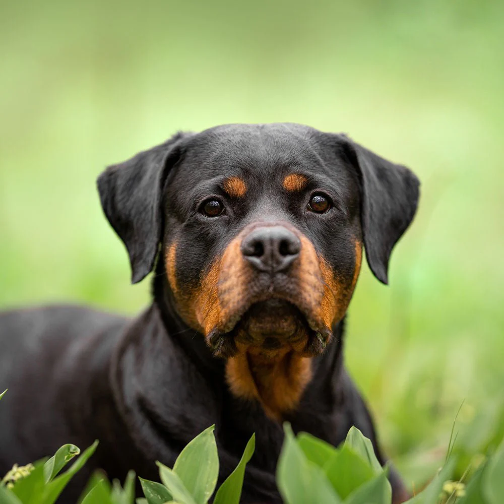dog-2