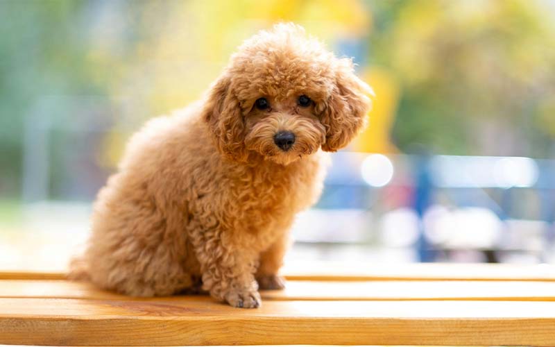 dog-4