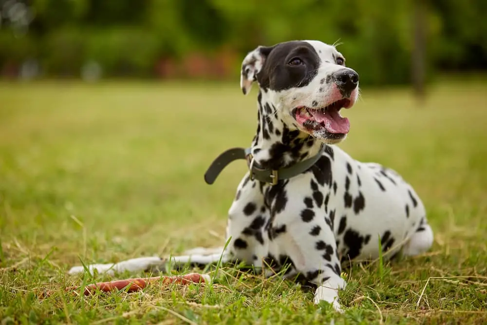 dog-5