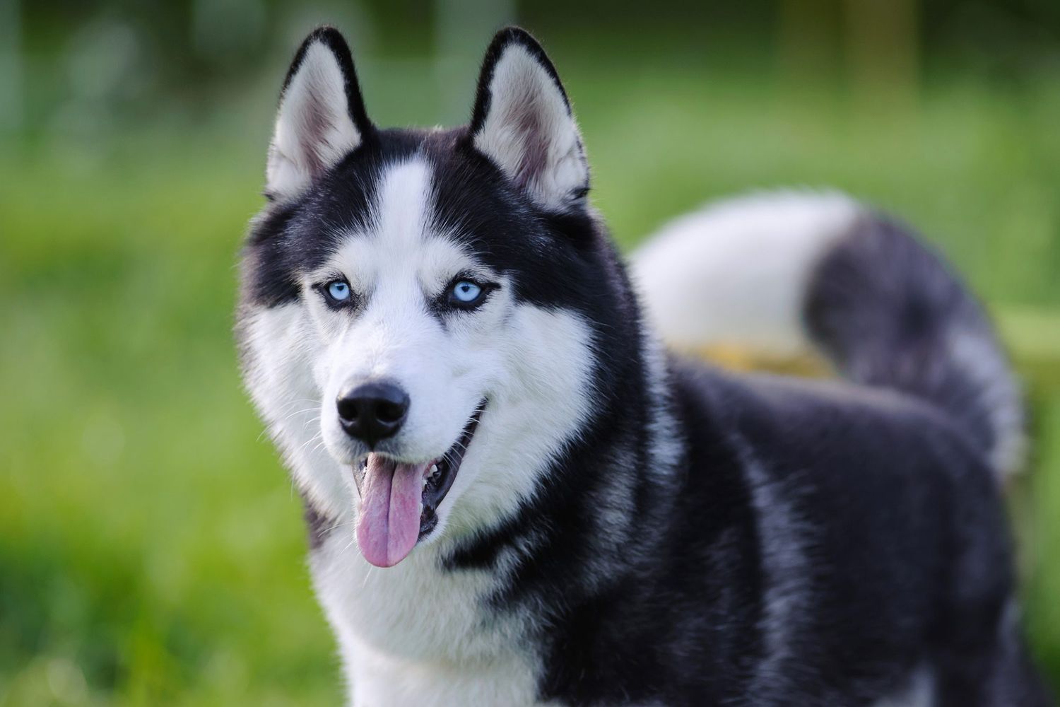 dog-5