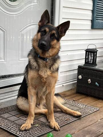 german-sheperd