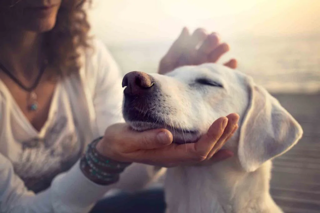 good-dog