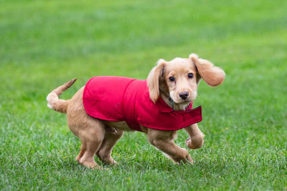 puppy-walking