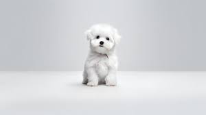 white-dog