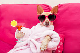 dog being pampered