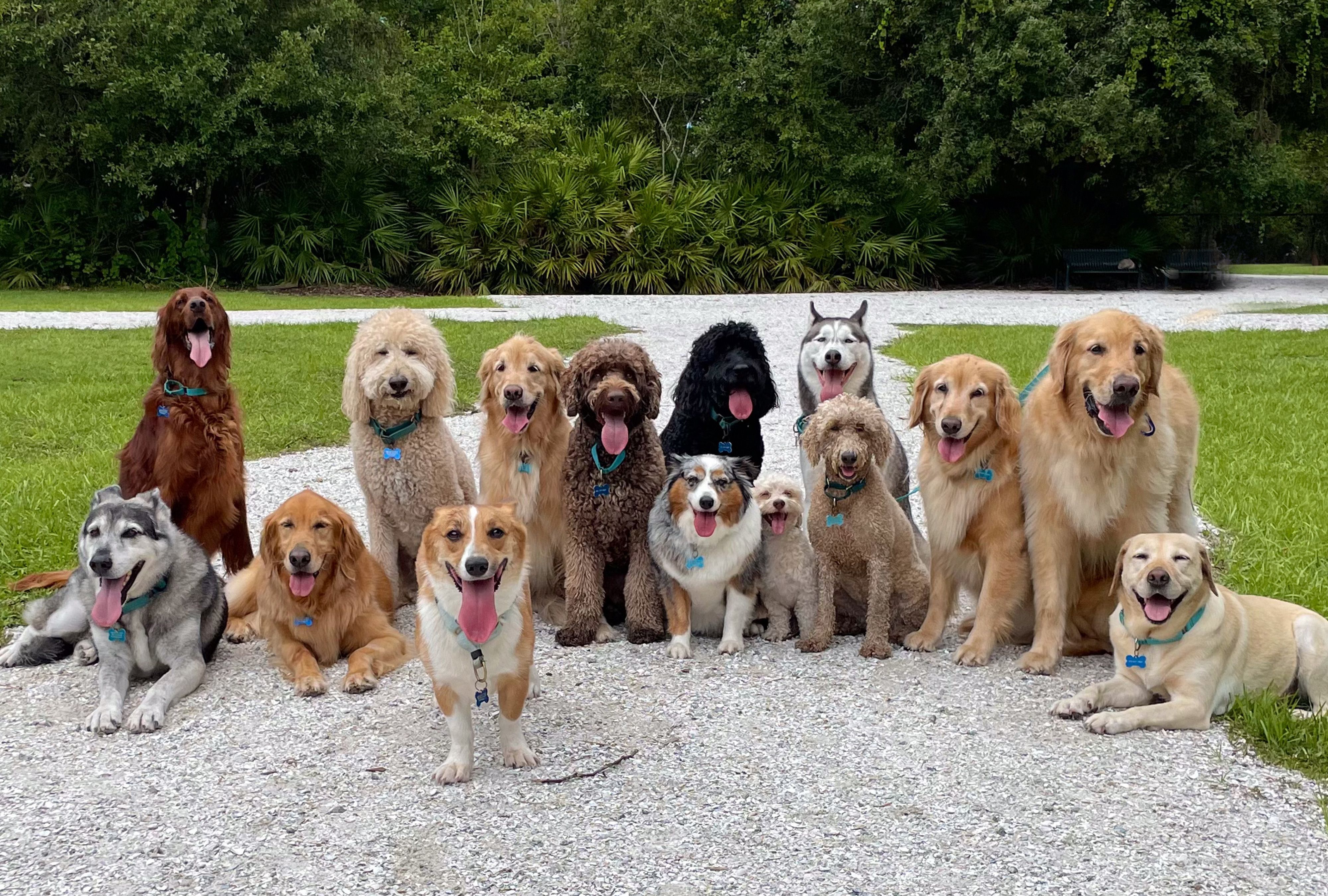 group photo of dogs.