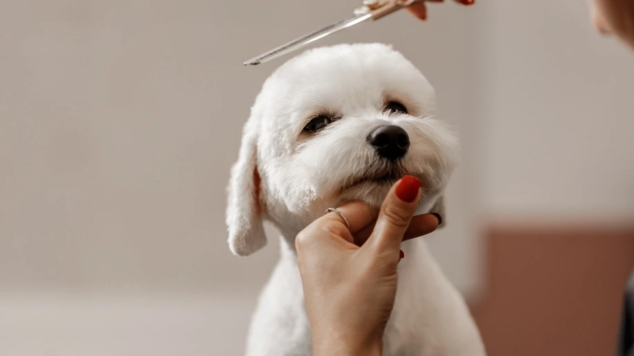 one happy dog.