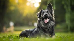a dog sitting down