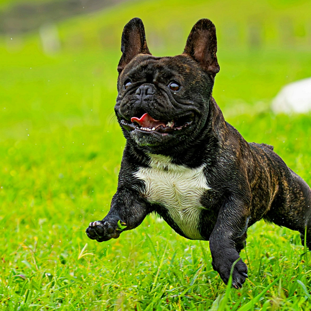 small happy dog image