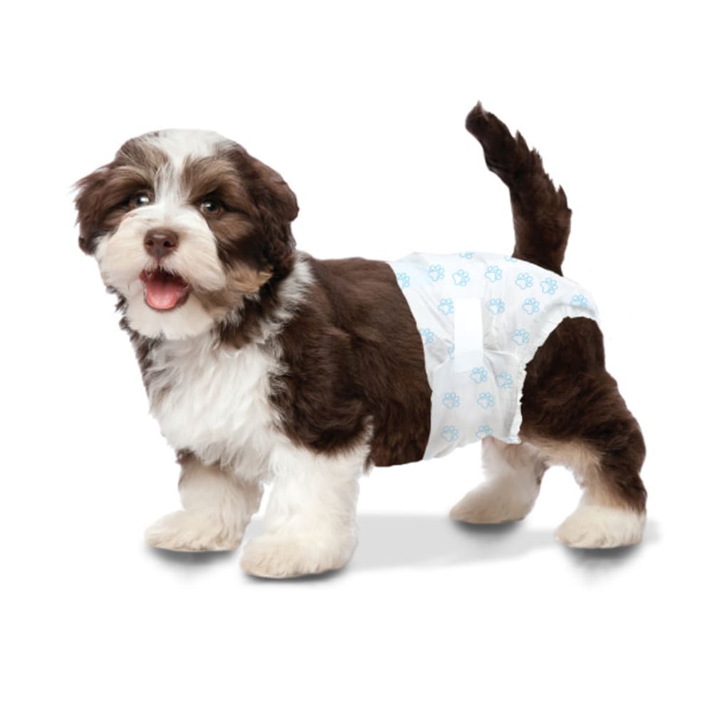 dog with tail