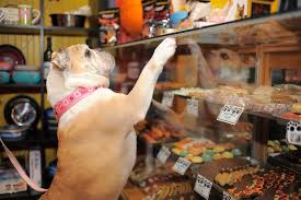 Bakery Dog
