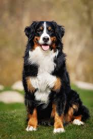 Big dog