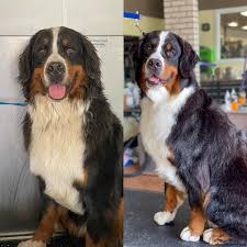 Dog grooming service