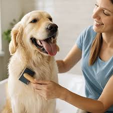 Happy dog in grooming salon