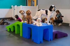 Dogs at a Kennel