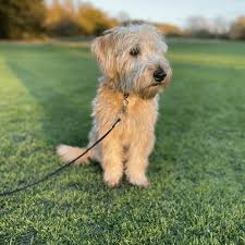 Wheaten Terrier and Tibetan Spaniel
