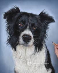 Collie dog