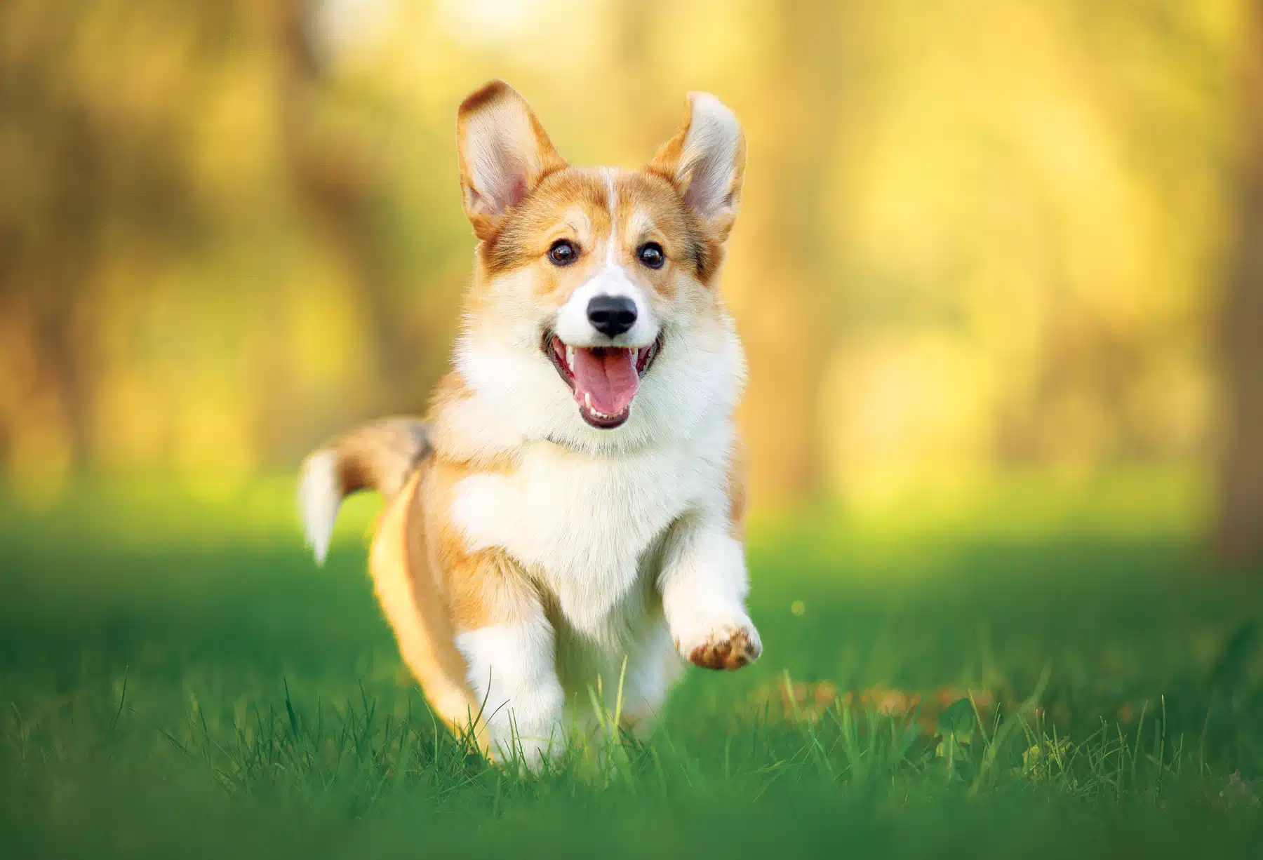 dog