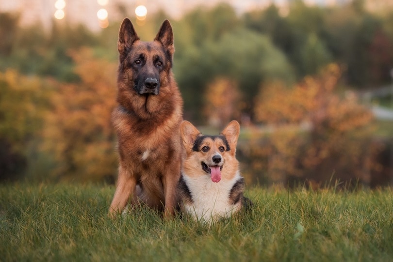 corgie and german