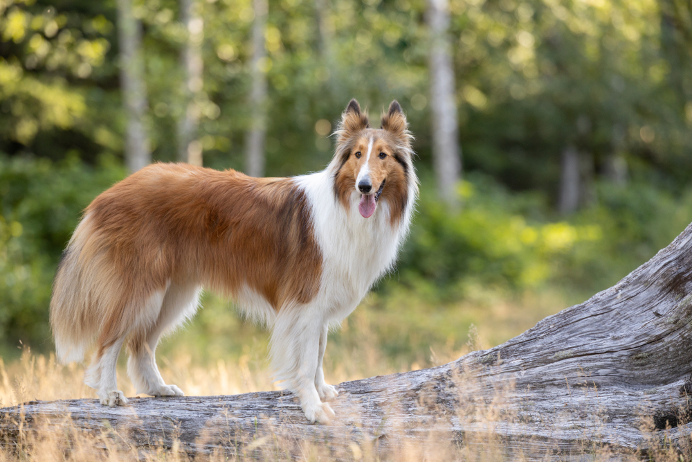 A Collie