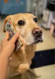 Dog on the phone
