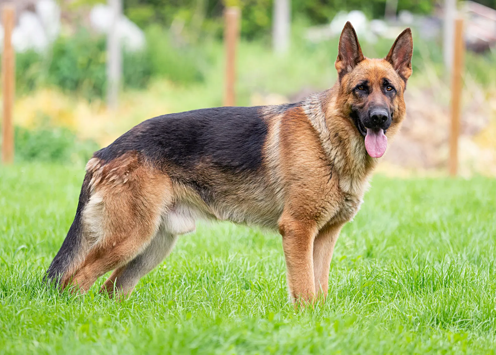 A German Shepherd