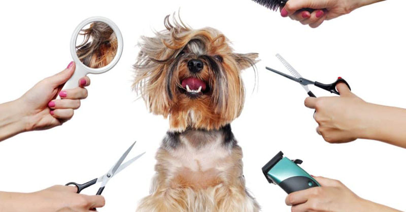 dog being groomed