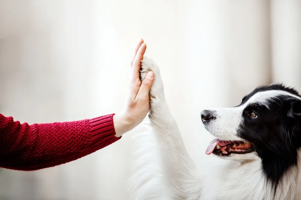 dog and person holding hands