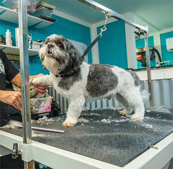 a dog getting groomed