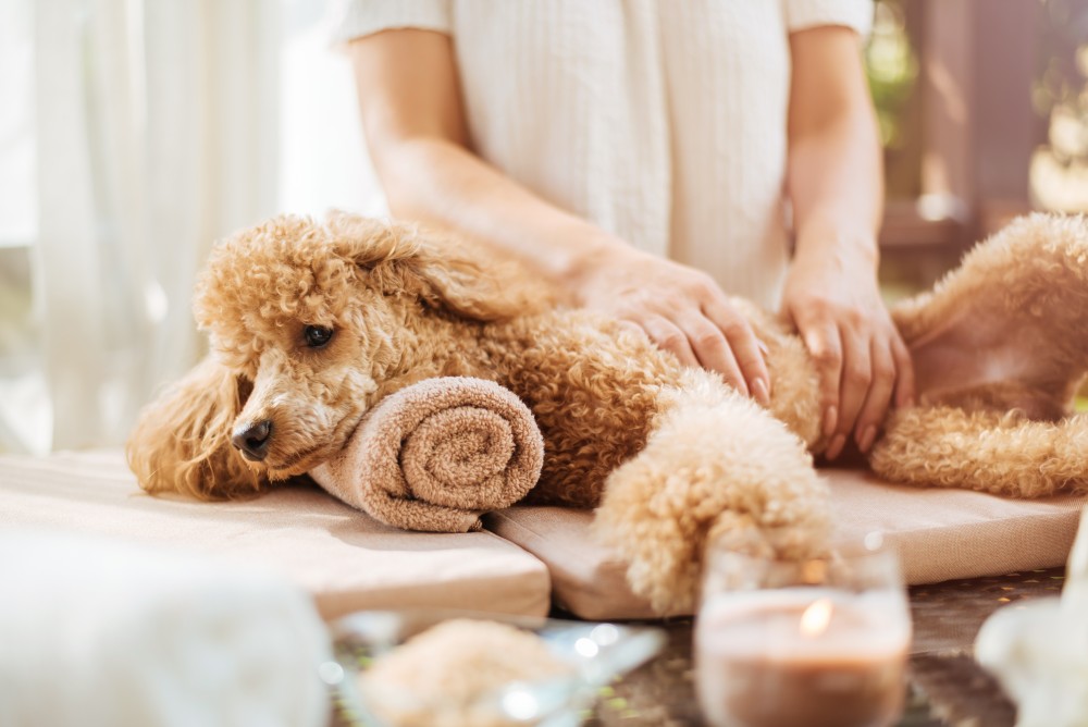 a dog getting a massage