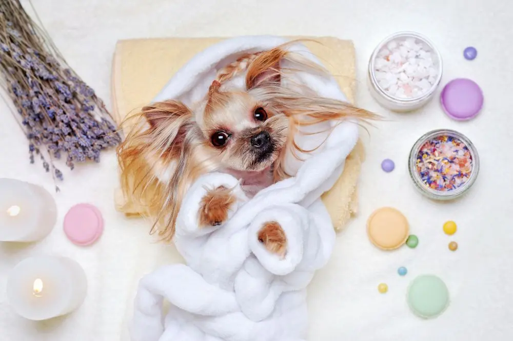 dog