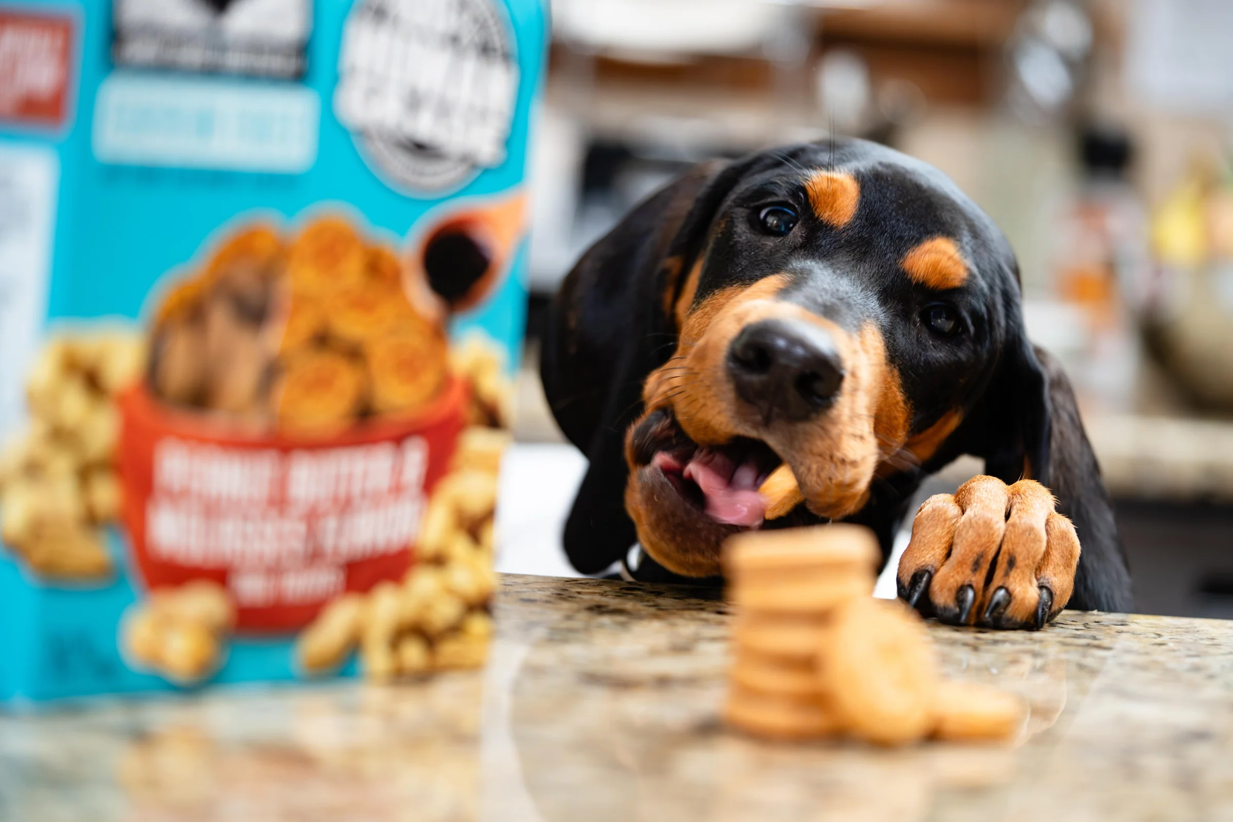 dog eating treats