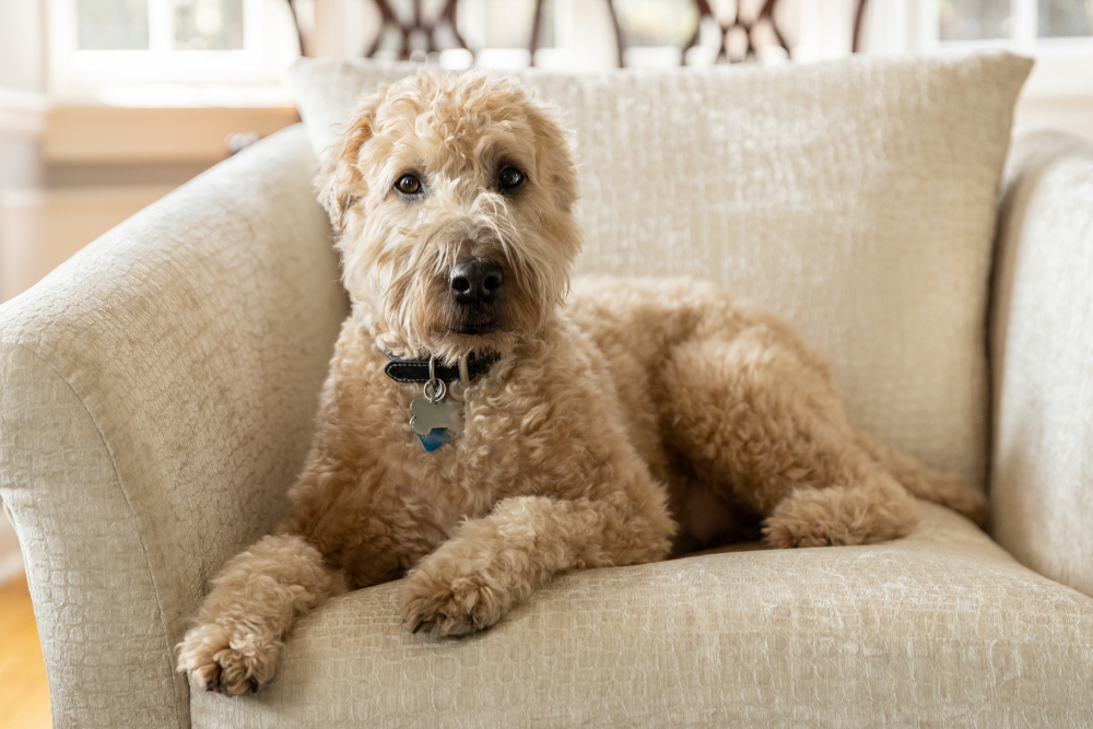 A Wheaten Terrier