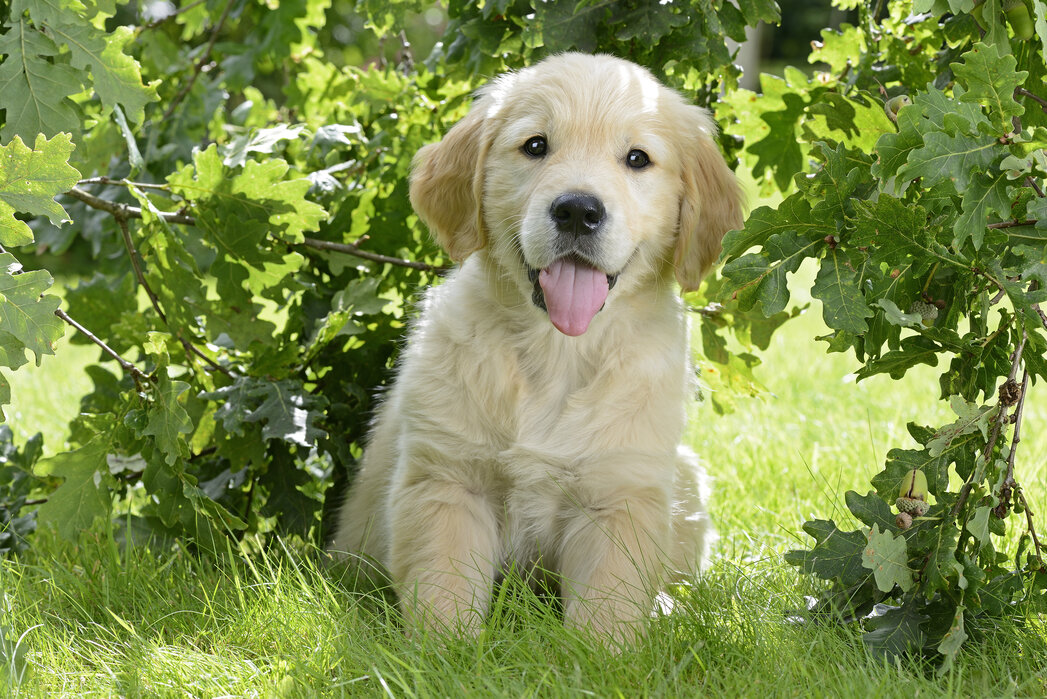 A golden retriever