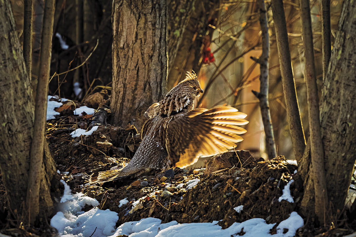 Ruffed Grouse Habitat