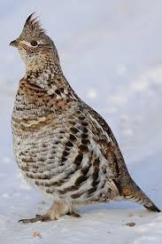 Ruffed Grouse