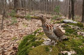 Ruffed Grouse in woods