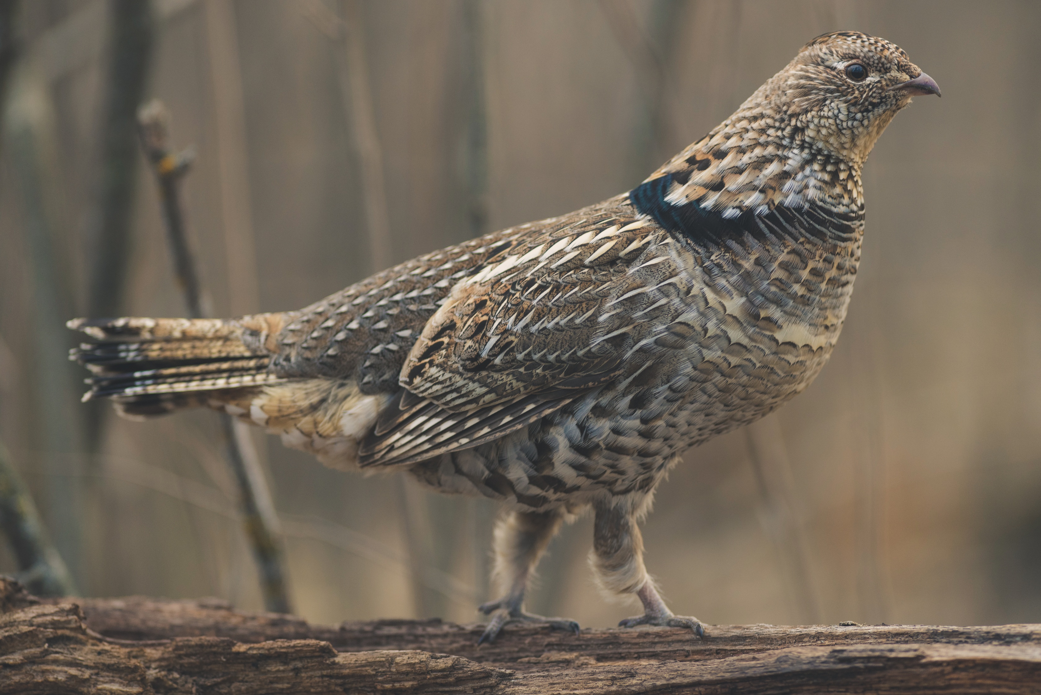 picture of ruffed grouse