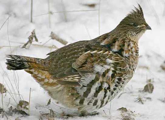 picture of ruffed grouse