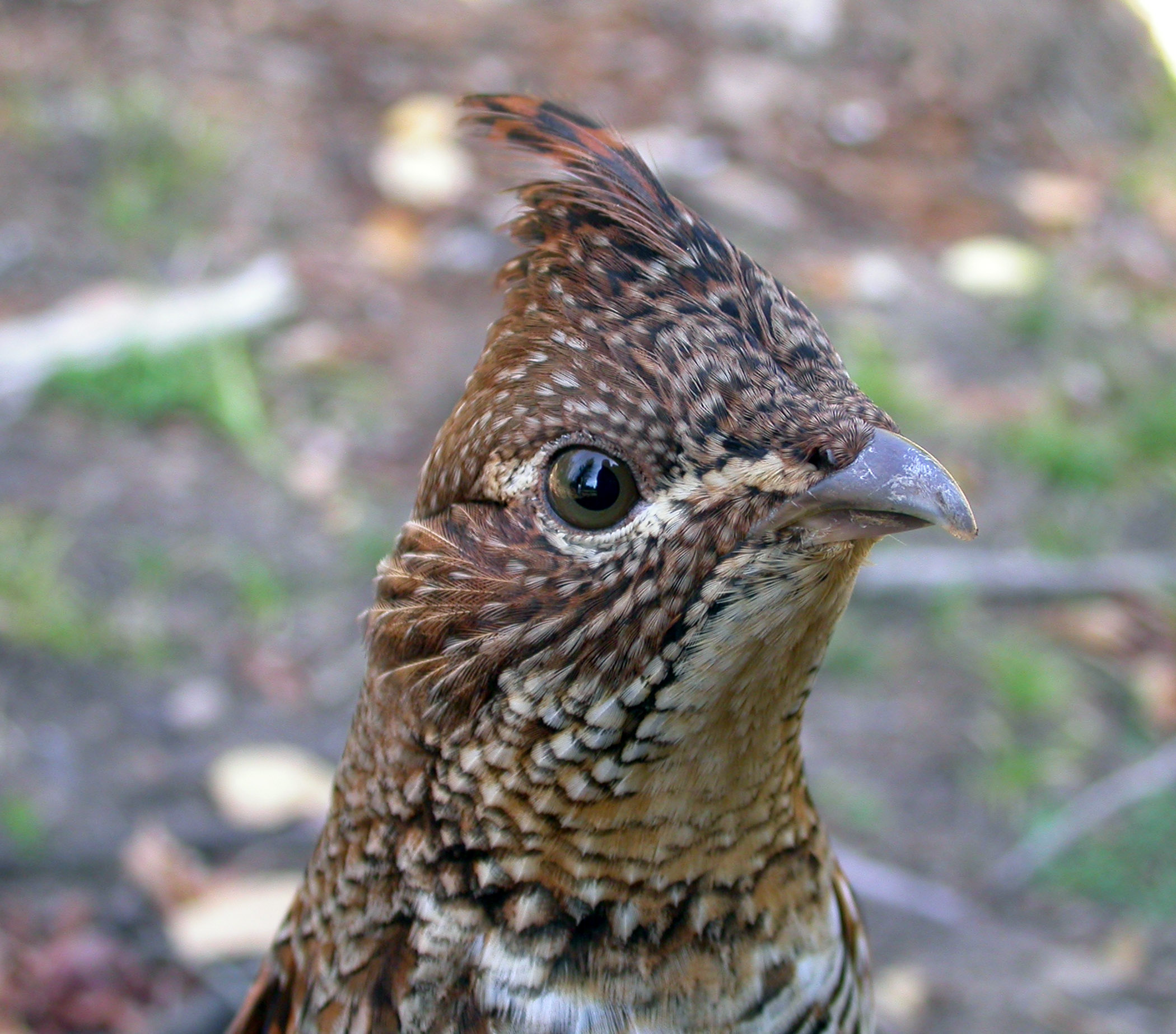 picture of ruffed grouse