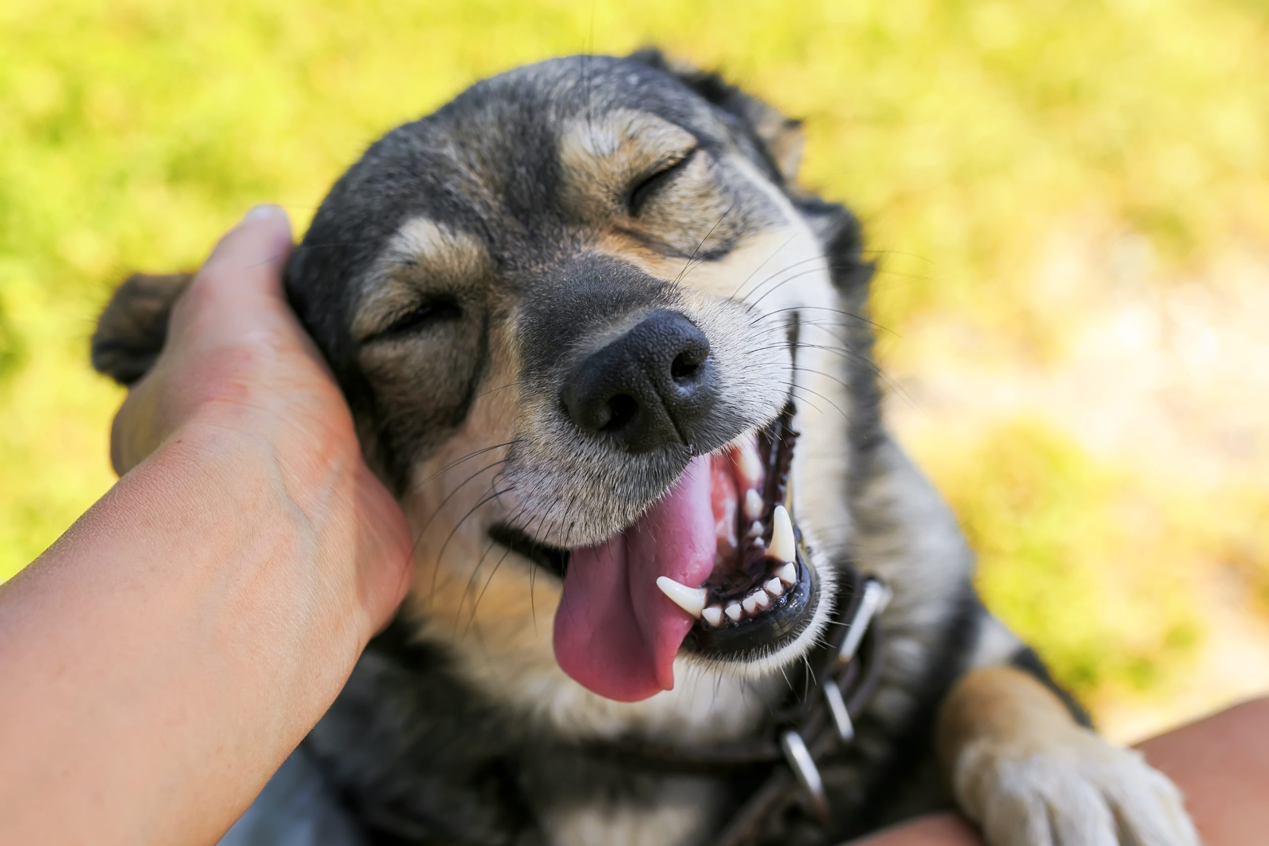a happy dog