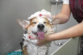 a dog taking a bath