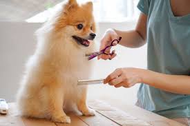 a dog being trimmed