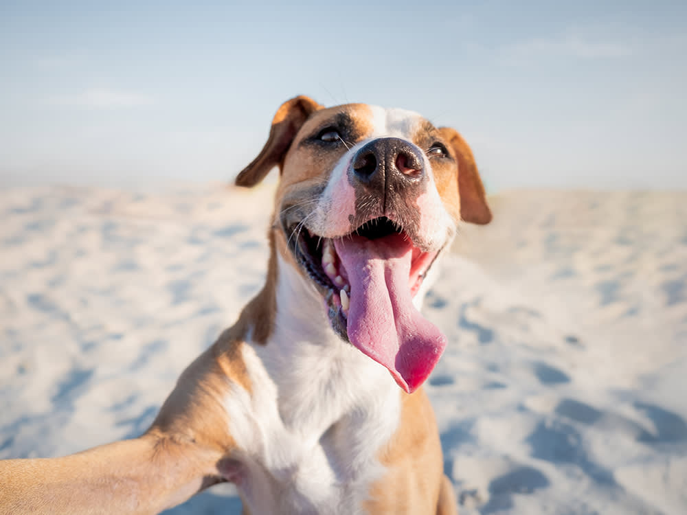 Barker's Bliss
