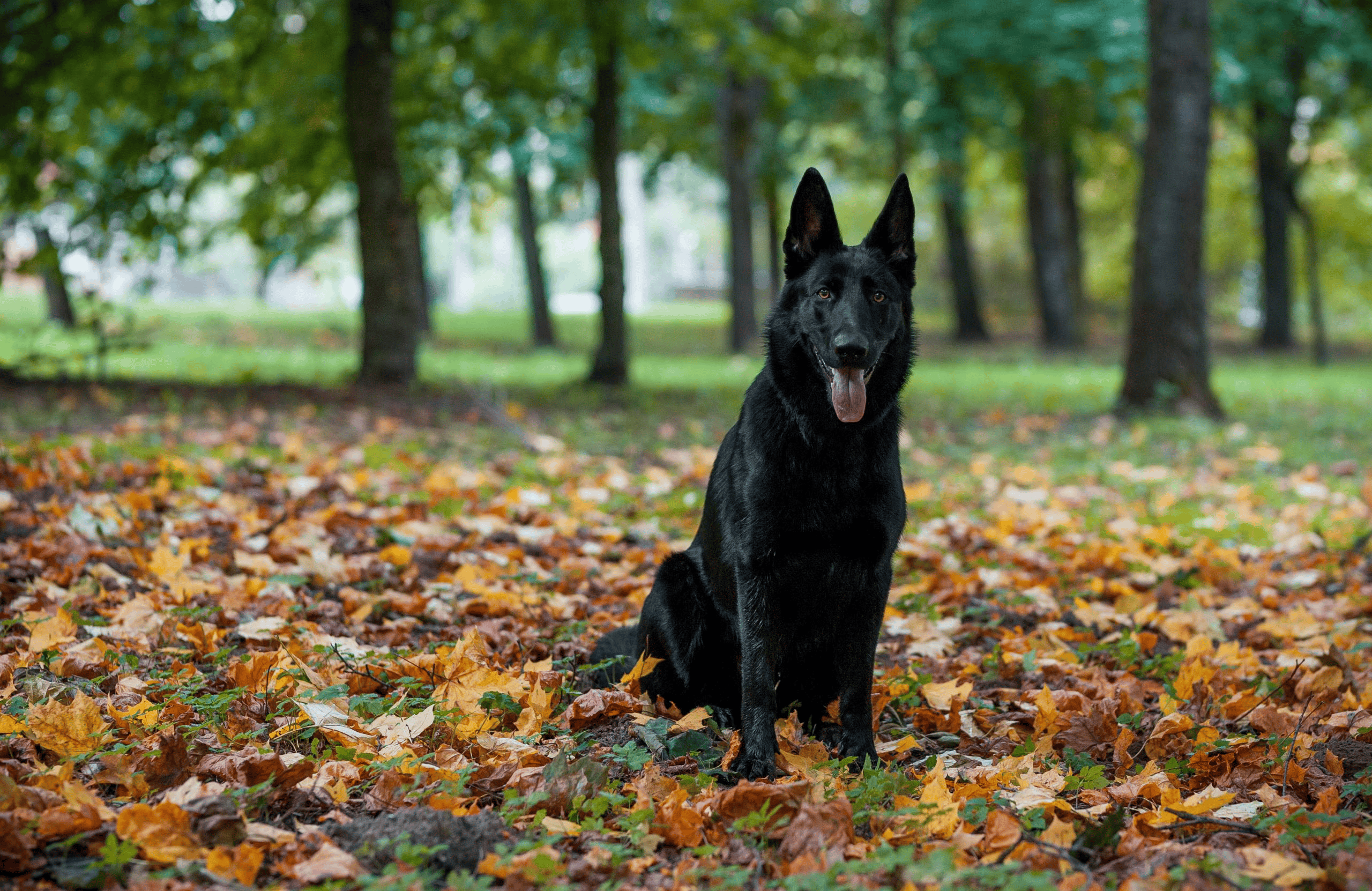German Shepherd