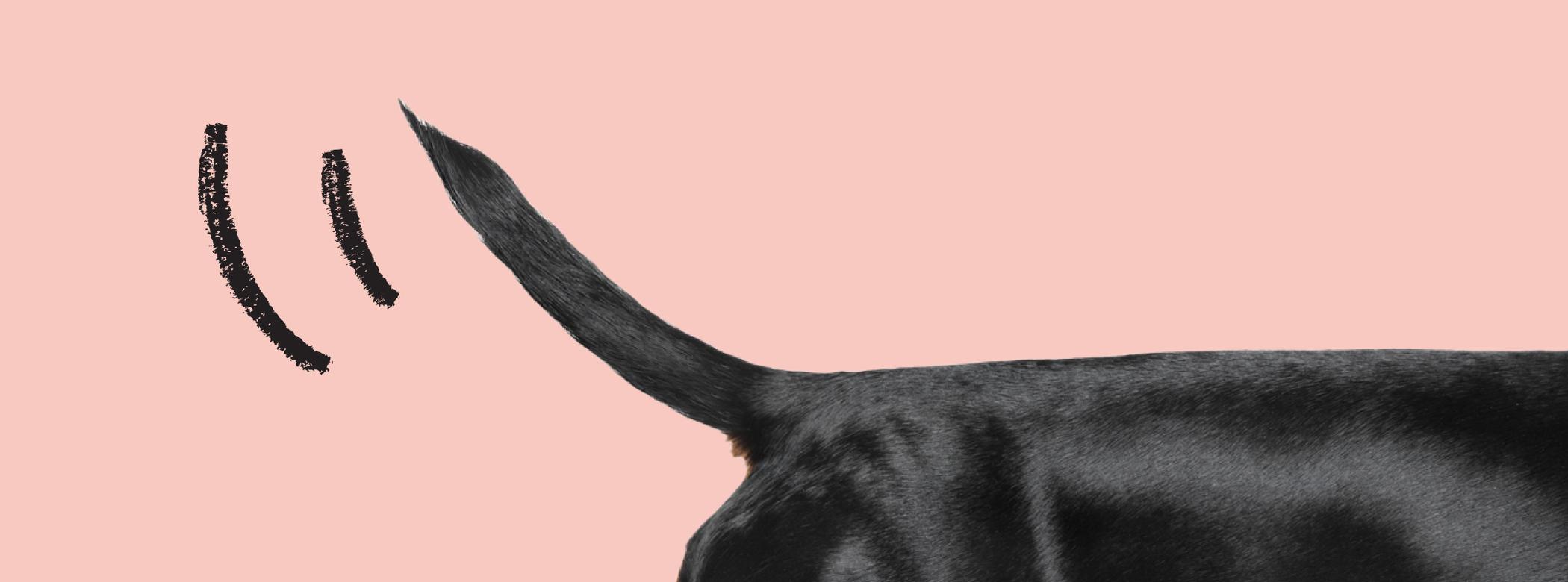 Dog Sniffing Bone Treats